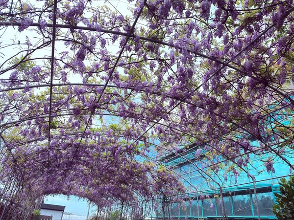 ▲新竹縣府表示，紫藤花季約於每年3月中下旬開始，若氣溫持續回暖，預計下周起將陸續進入盛開期。（圖／新竹縣府交通處提供）