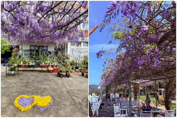 ▲新竹縣府表示，紫藤花季約於每年3月中下旬開始，若氣溫持續回暖，預計下周起將陸續進入盛開期。（圖／新竹縣府交通處提供）