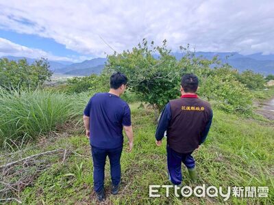 降雨不足著果不良！花蓮富里鄉梅獲災害補助　每公頃6萬2