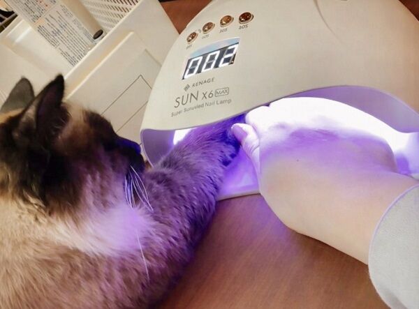 ▲。（圖／翻攝自X／@anchan20180825）