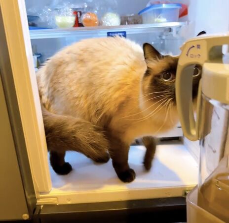 ▲。（圖／翻攝自X／@anchan20180825）