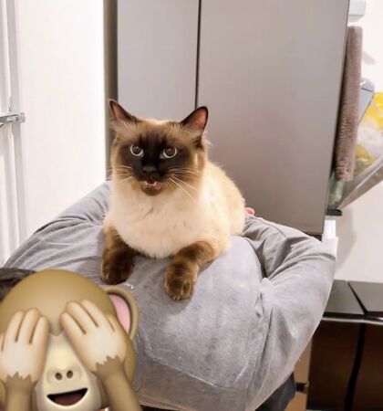 ▲。（圖／翻攝自X／@anchan20180825）