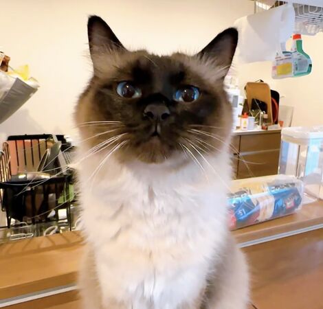 ▲。（圖／翻攝自X／@anchan20180825）