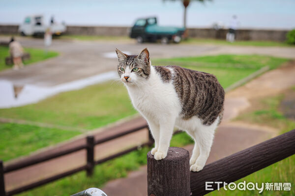 ▲▼石垣島貓島南ぬ浜町綠地公園。（圖／記者蔡玟君攝）