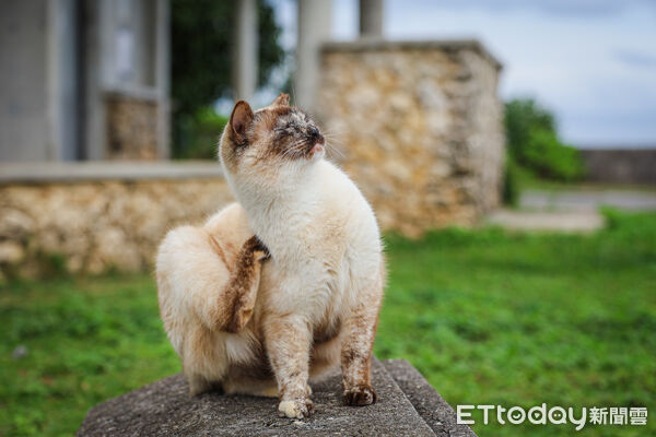 ▲▼石垣島貓島南ぬ浜町綠地公園。（圖／記者蔡玟君攝）