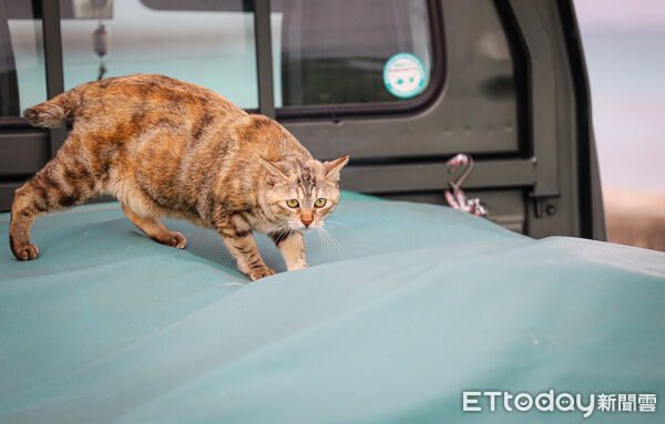 ▲▼石垣島貓島南ぬ浜町綠地公園。（圖／記者蔡玟君攝）