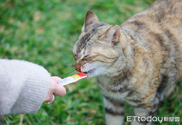 ▲▼石垣島貓島南ぬ浜町綠地公園。（圖／記者蔡玟君攝）