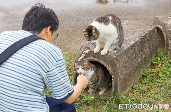 ▲▼石垣島貓島南ぬ浜町綠地公園。（圖／記者蔡玟君攝）