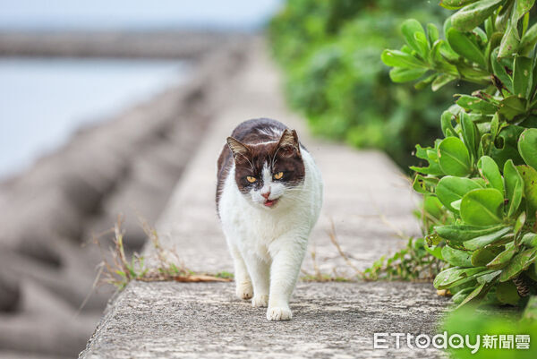 ▲▼石垣島貓島南ぬ浜町綠地公園。（圖／記者蔡玟君攝）