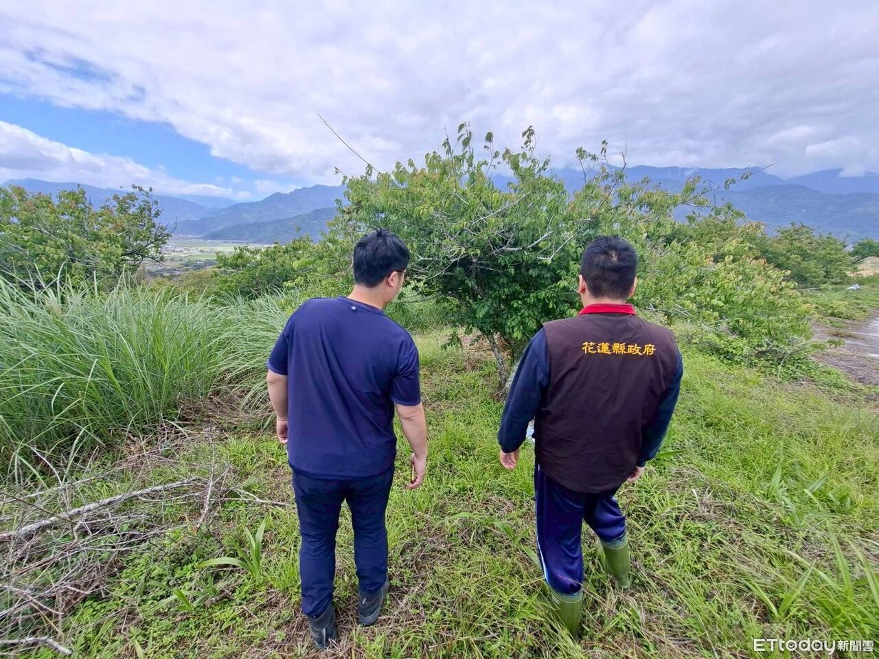 降雨不足著果不良!花蓮富里鄉梅獲災害補助 每公頃6萬2