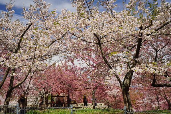 ▲▼福壽山農場千櫻園。（圖／翻攝自福壽山農場臉書專頁）