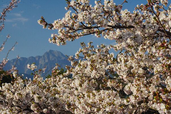 ▲▼福壽山農場千櫻園。（圖／翻攝自福壽山農場臉書專頁）