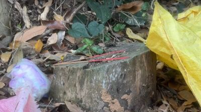 百果山駭人命案!恐怖夫妻不爽死者供毒外甥 挖眼毀容虐殺棄屍