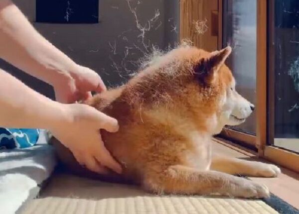 ▲。（圖／翻攝自X／@takechiyo_shiba）