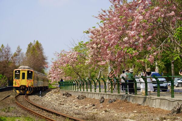▲二水花旗木上周已花開7成，預計本周最美。（圖／交通部觀光署參山國家風景區管理處提供）