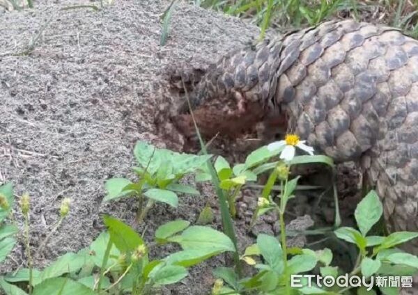 [新聞] 穿山甲狂瞌「紅火蟻窩」吃到飽　整張臉埋 - 八卦 - PTT.BEST 批踢踢爆文
