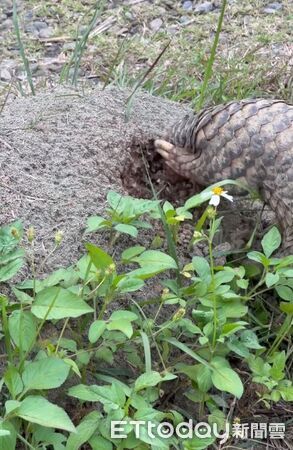 ▲。（Threads@cslmedia888提供，請勿隨意翻拍，以免侵權。）