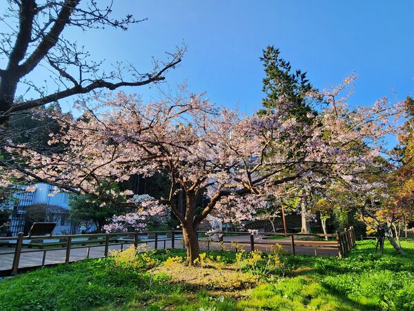 ▲▼阿里山櫻王。（圖／翻攝自阿里山國家森林遊樂區臉書專頁）