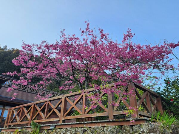 ▲▼台灣一葉蘭，玉山杜鵑，山櫻花。（圖／翻攝自阿里山國家森林遊樂區臉書專頁）