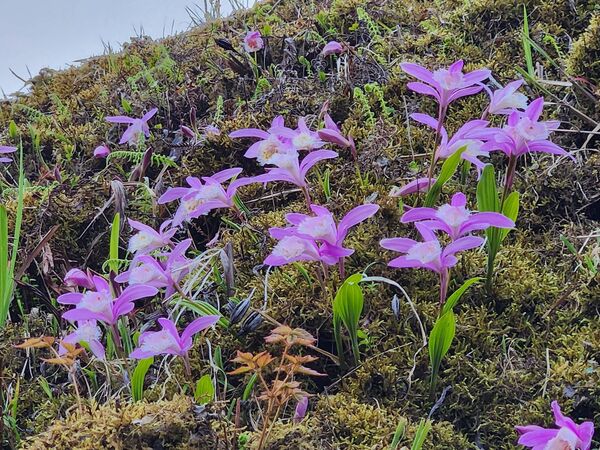 ▲▼台灣一葉蘭，玉山杜鵑，山櫻花。（圖／翻攝自阿里山國家森林遊樂區臉書專頁）