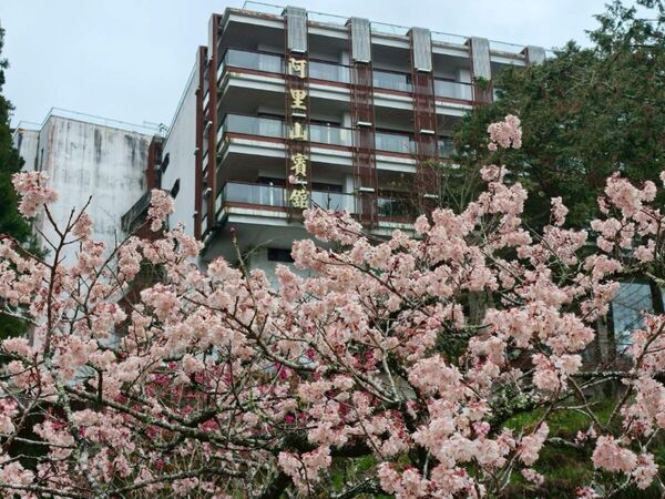▲▼阿里山賓館前千島櫻。（圖／阿里山賓館提供）