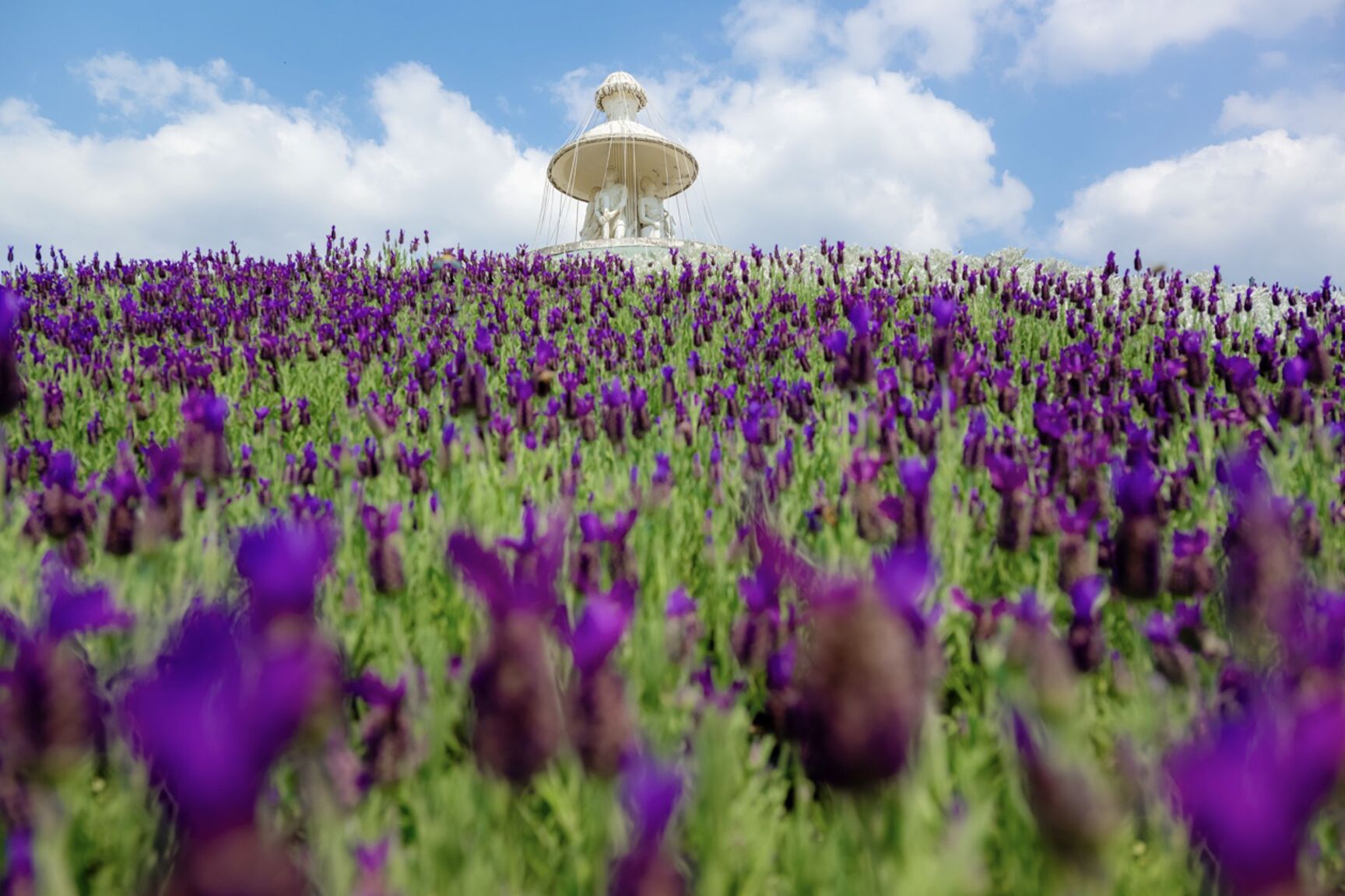 ▲▼薰衣草,九族文化村,南投賞花,春季旅遊,西班牙花園。（圖／九族文化村提供）