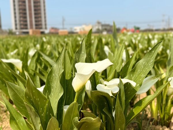 ▲2026桃園彩色海芋季。（圖／翻攝自Facebook／桃園好農）