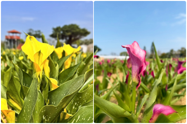 ▲2026桃園彩色海芋季。（圖／翻攝自Facebook／桃園好農）