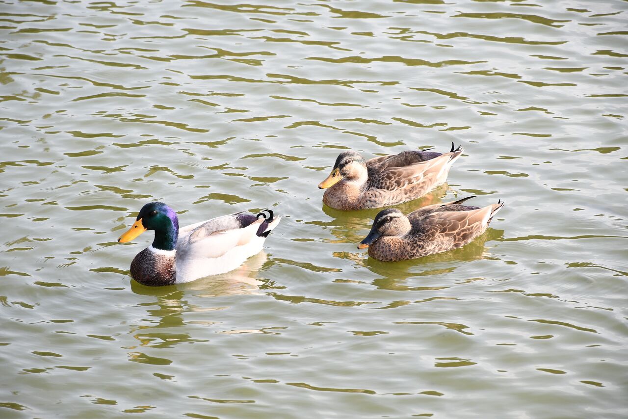 11年來最早的一日!廣東佛山達入夏標準 連5日均溫破22度