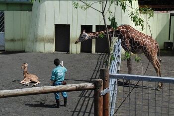▲。（圖／翻攝自釧路市動物園）