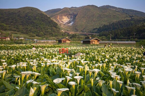 ▲▼竹子湖海芋季。（圖／ReadyGo提供）
