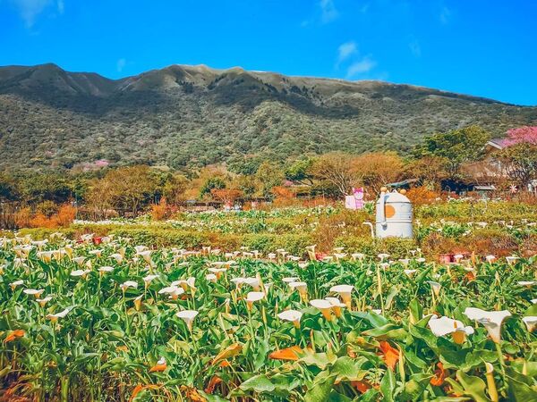 ▲▼竹子湖海芋季。（圖／ReadyGo提供）