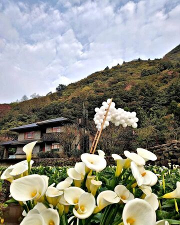 ▲▼竹子湖海芋季。（圖／ReadyGo提供）