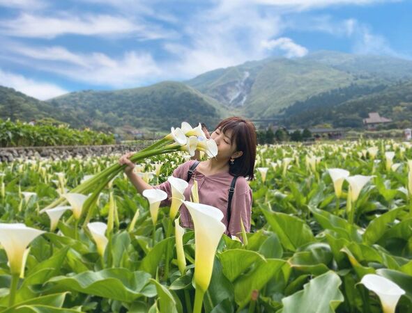 ▲▼竹子湖海芋季。（圖／ReadyGo提供）