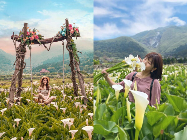 ▲▼竹子湖海芋季。（圖／ReadyGo提供）