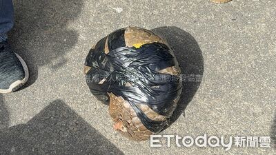 保育穿山甲「膠帶綁成籃球」賤賣8千　超劣越南移工溜了