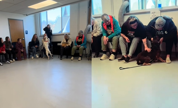 美收容所讓「浪汪自己挑主人」　超暖畫面網感動：被選中一定哭爆。（圖／翻攝自TikTok／all_deez_animals）