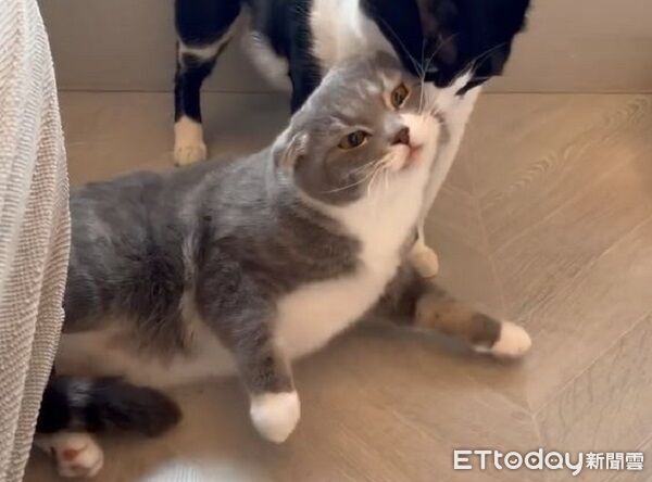 ▲。（圖／Threads@maaagggiiie提供，請勿隨意翻拍，以免侵權。）