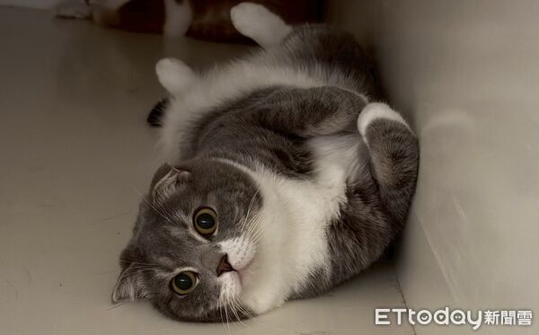 ▲。（圖／Threads@maaagggiiie提供，請勿隨意翻拍，以免侵權。）