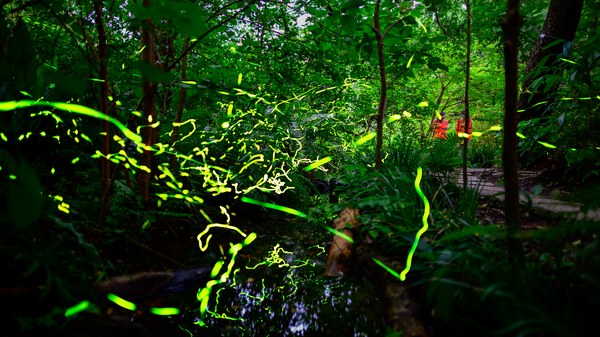 ▲2026台北螢火蟲季將於4月1日至5月3日登場。（資料照／公園處提供）