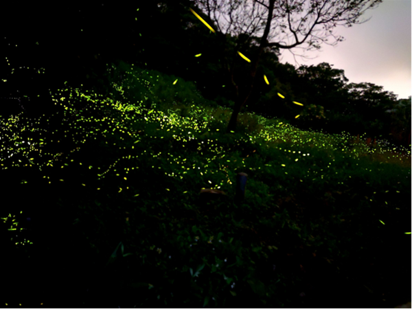 ▲2026台北螢火蟲季將於4月1日至5月3日登場。（資料照／公園處提供）