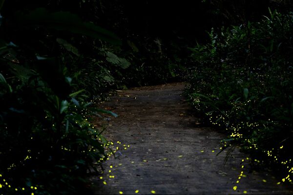 ▲2026台北螢火蟲季將於4月1日至5月3日登場。（資料照／公園處提供）