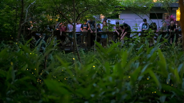 ▲2026台北螢火蟲季將於4月1日至5月3日登場。（資料照／公園處提供）