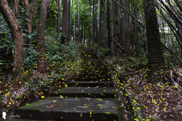 ▲2026台北螢火蟲季將於4月1日至5月3日登場。（資料照／公園處提供）