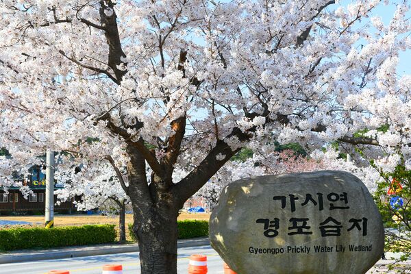 ▲▼韓國江原道江陵鏡浦湖。（圖／韓國觀光公社台北支社提供）