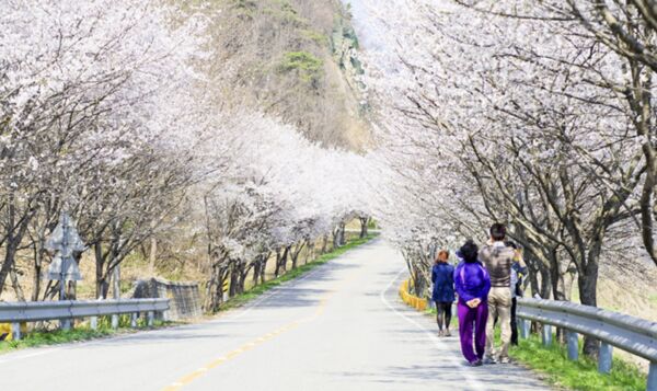 ▲▼世宗三大櫻花路。（圖／翻攝自世宗特別自治市官網）