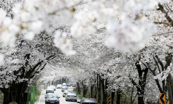 ▲▼韓國大清湖櫻花。（圖／翻攝自官網）