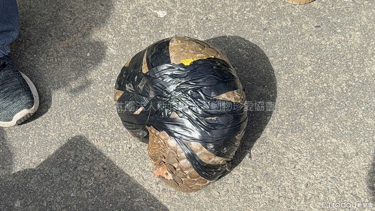 保育穿山甲「膠帶綁成籃球」賤賣8千 超劣越南移工溜了