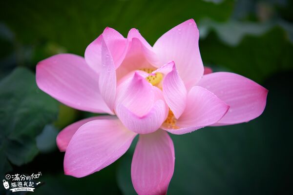 ▲▼TOP8個台南白河景點推薦。（圖／滿分的旅遊札記授權提供）