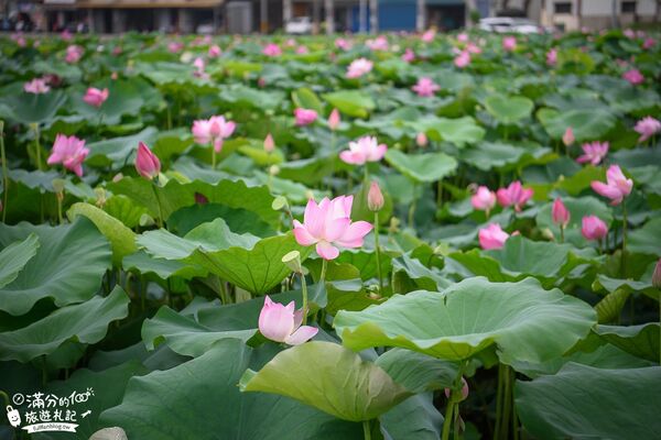 ▲▼TOP8個台南白河景點推薦。（圖／滿分的旅遊札記授權提供）